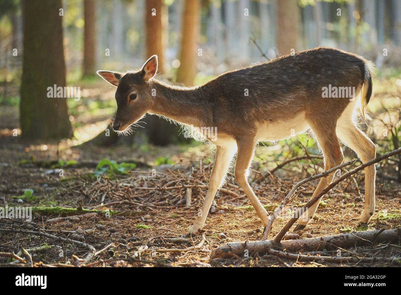 Daini (Dama dama) retroilluminati dalla luce del sole in una foresta, prigioniera; Baviera, Germania Foto Stock