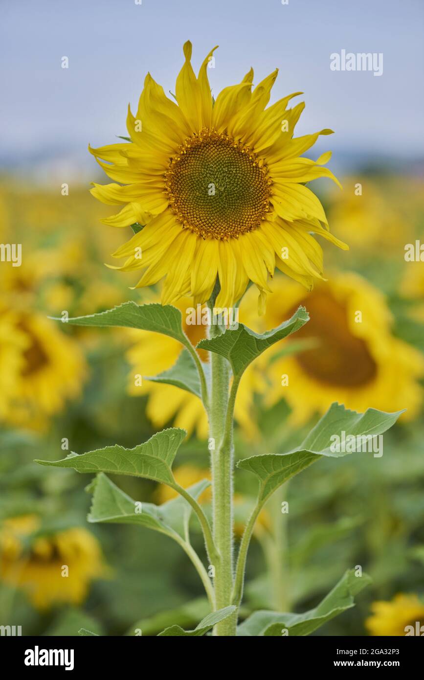 Fiore comune di girasole (Helianthus annuus); Baviera, Germania Foto Stock