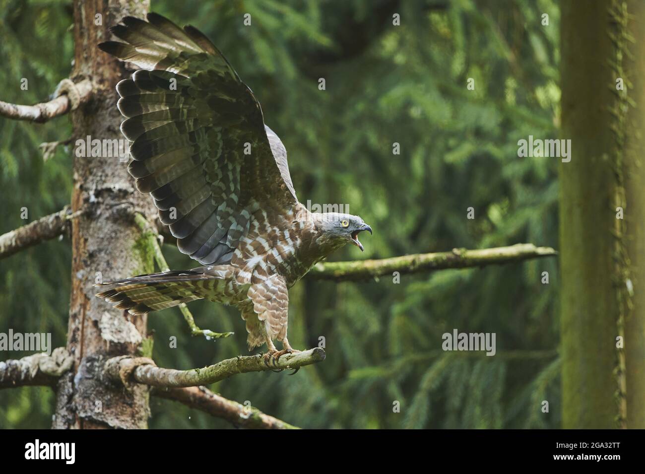 La poiana europea del miele (Pernis apivorus) arroccata su un arto di albero che sbatte le ali, prigioniera, Parco Nazionale della Foresta Bavarese; Baviera, Germania Foto Stock
