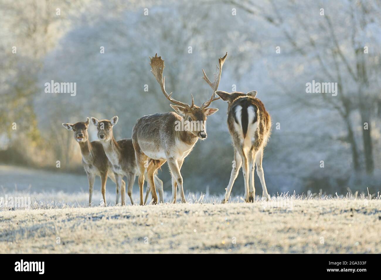 Daini (Dama dama) su un prato ghiacciato; Baviera, Germania Foto Stock