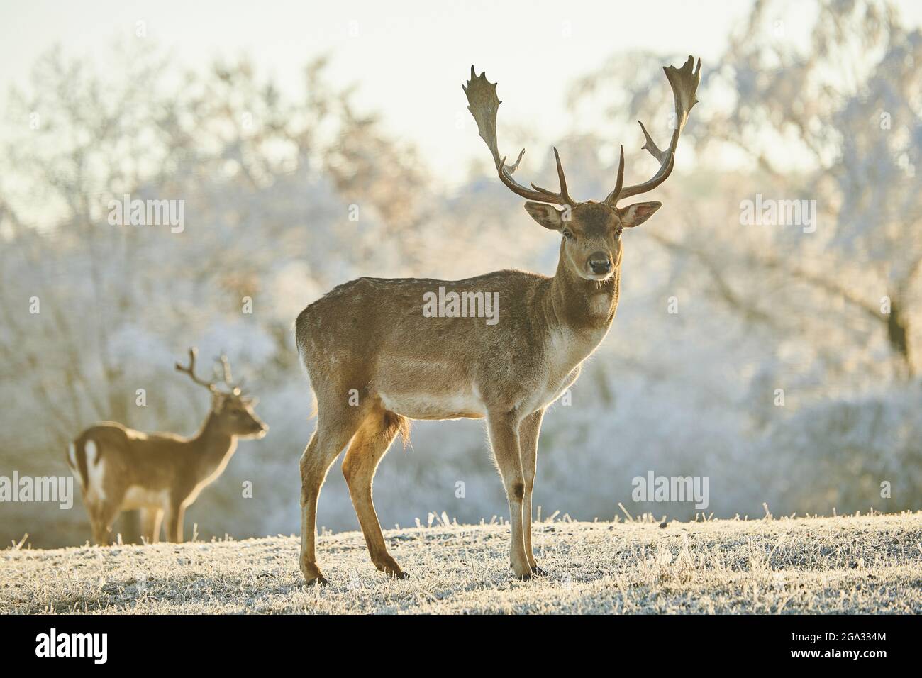 Daini (Dama dama) bucks su un prato ghiacciato; Baviera, Germania Foto Stock