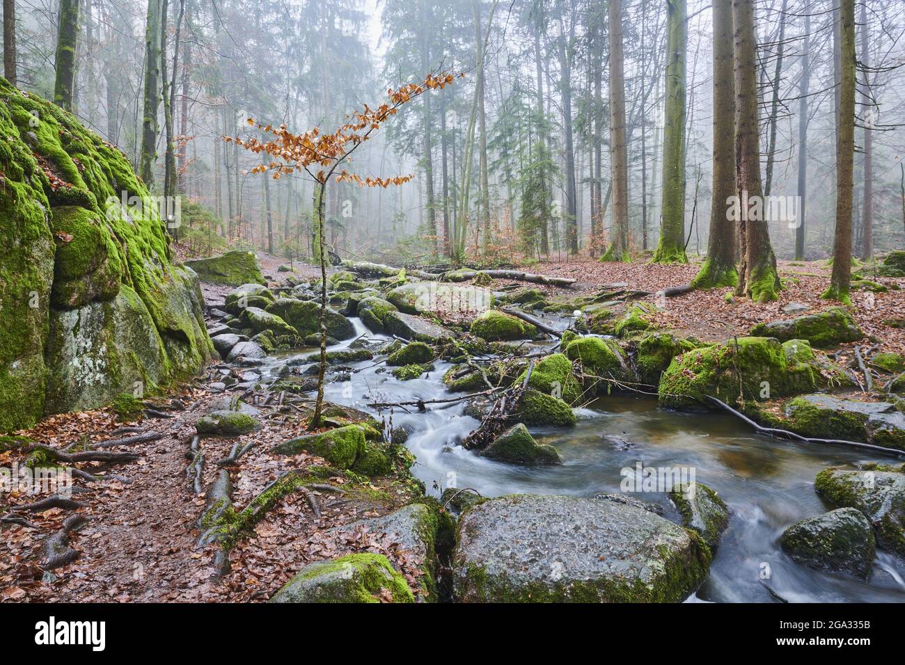 Un ruscello che scorre attraverso la foresta della riserva naturale Hollental; Baviera, Germania Foto Stock