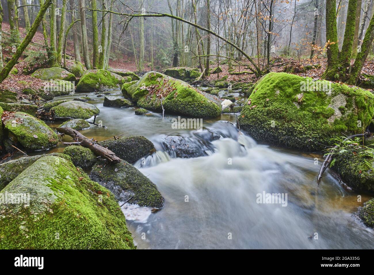 Un ruscello che scorre attraverso la foresta della riserva naturale Hollental; Baviera, Germania Foto Stock