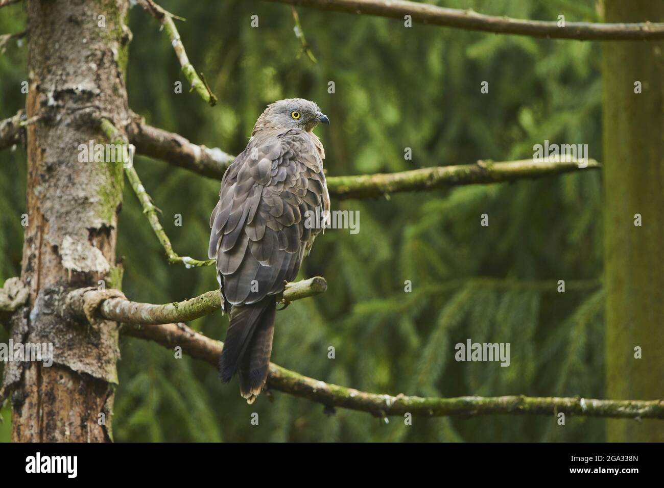 Poiana europea del miele (Pernis apivorus) seduta su un albero, prigioniero, Parco Nazionale della Foresta Bavarese; Baviera, Germania Foto Stock