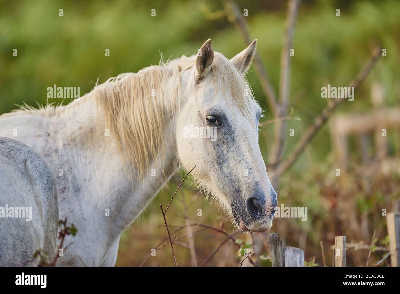 Camargue cavallo in piedi su un campo; Camargue, Francia Foto Stock