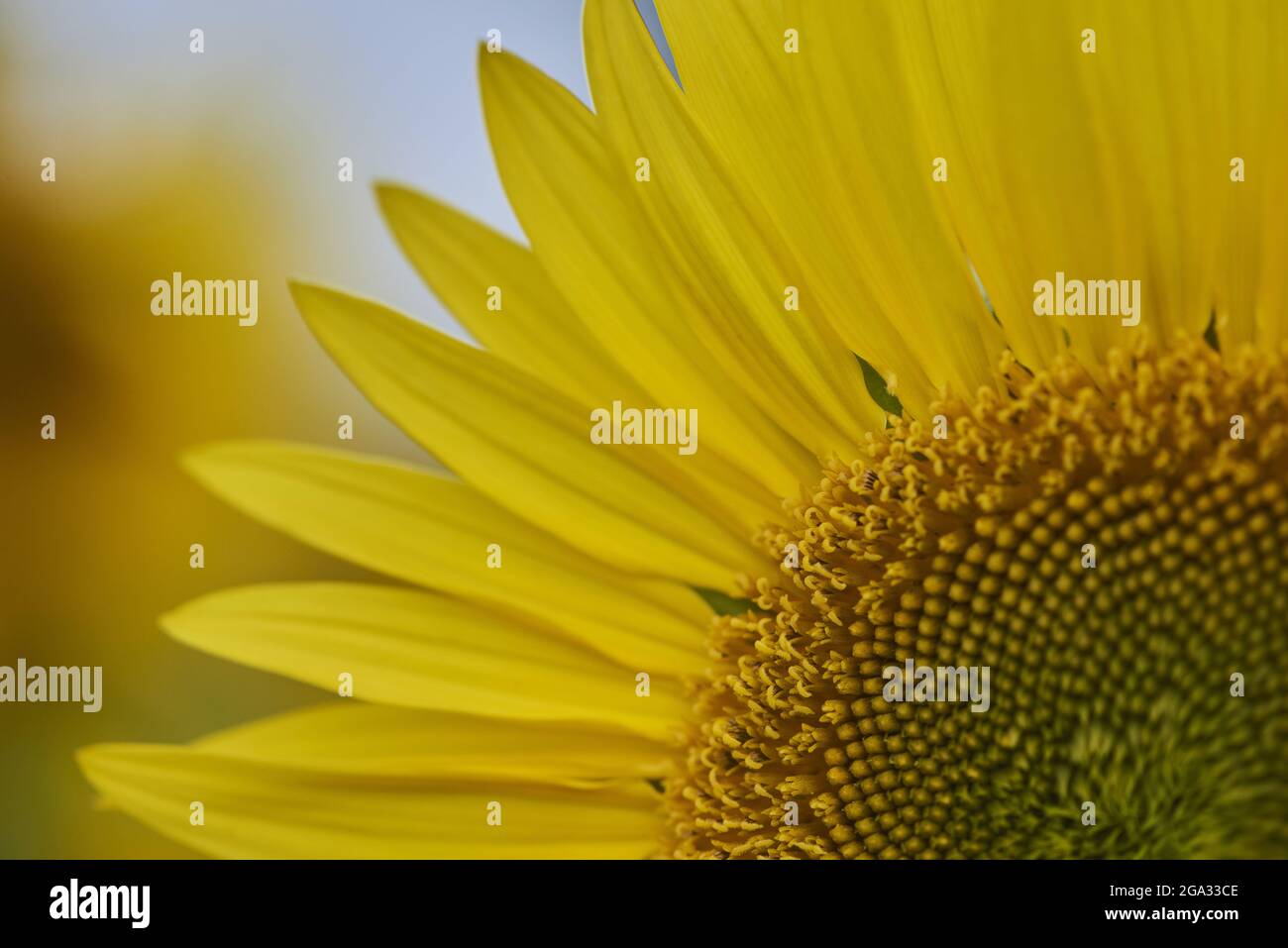 Primo piano estremo di un fiore di girasole comune (Helianthus annuus); Baviera, Germania Foto Stock