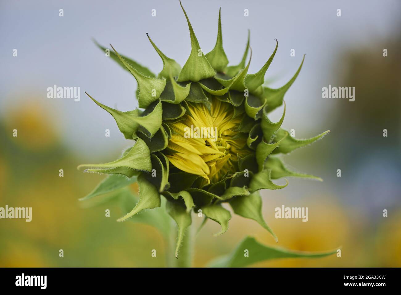 Fiore comune di girasole (Helianthus annuus); Baviera, Germania Foto Stock