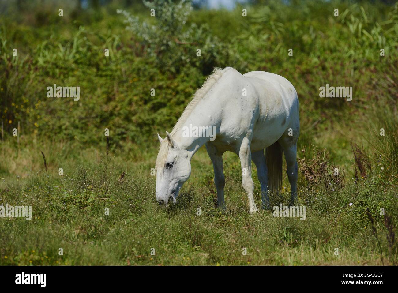 Camargue cavallo in piedi su un campo; Camargue, Francia Foto Stock