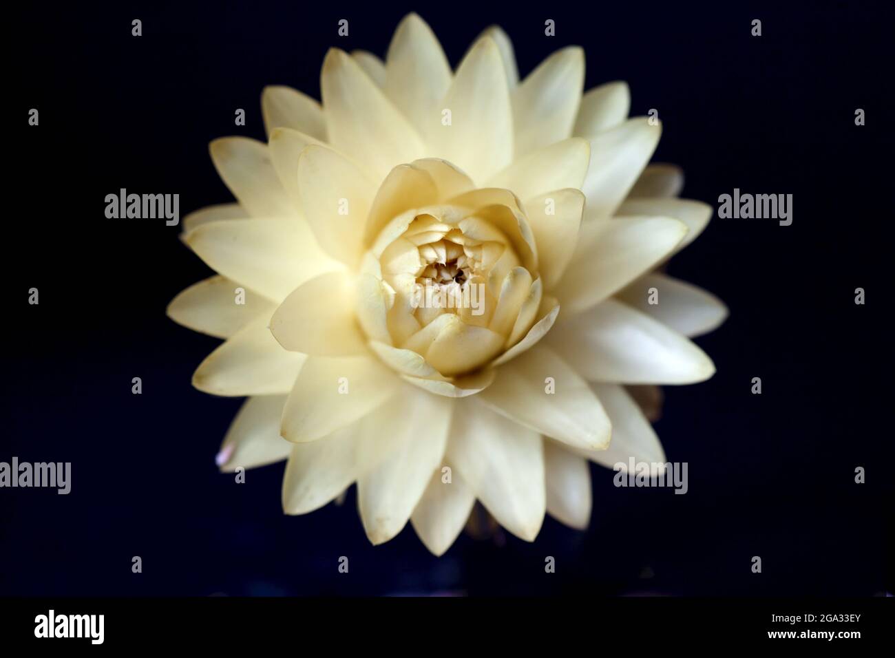 Primo piano di un fiore giallo su sfondo nero; studio Foto Stock