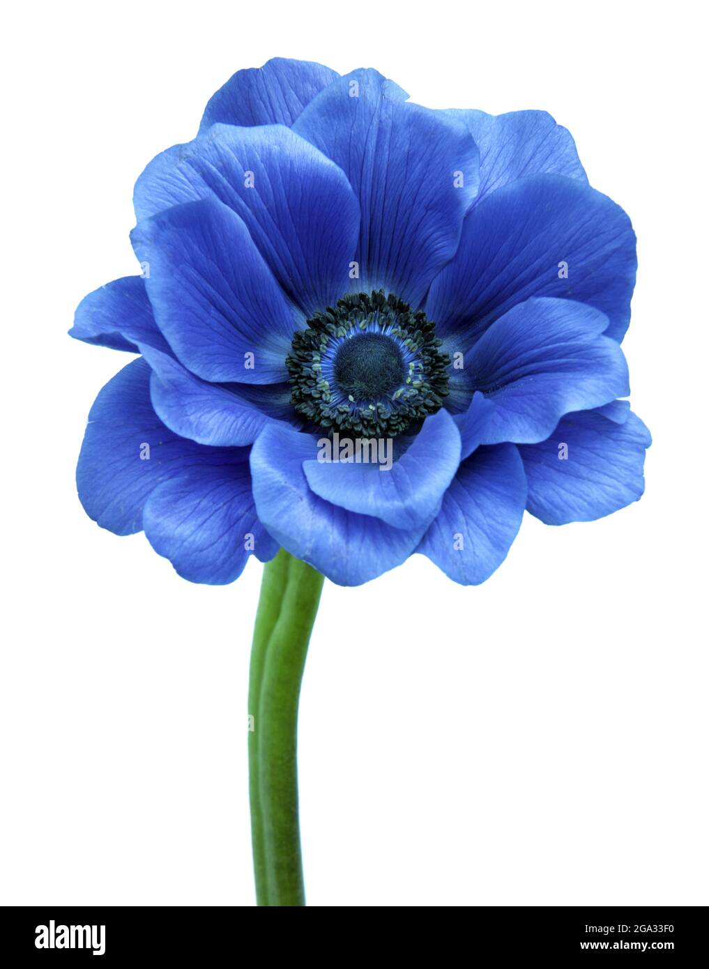 Primo piano di un fiore blu su sfondo bianco; studio Foto Stock