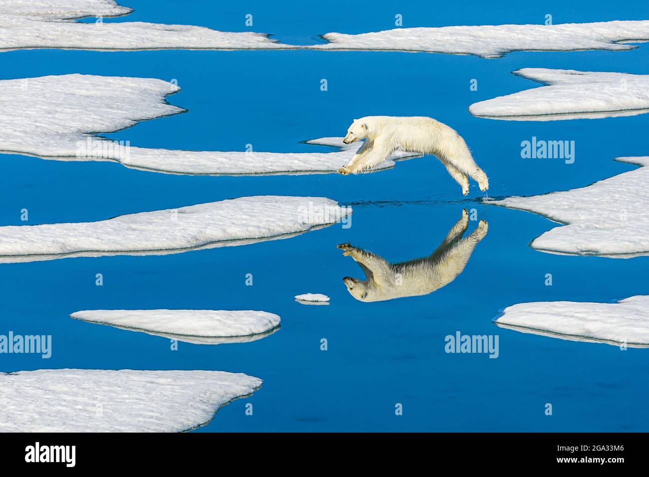 L'orso polare (Ursus maritimus) salta attraverso il ghiaccio fondente con piscine d'acqua blu; Svalbard, Norvegia Foto Stock