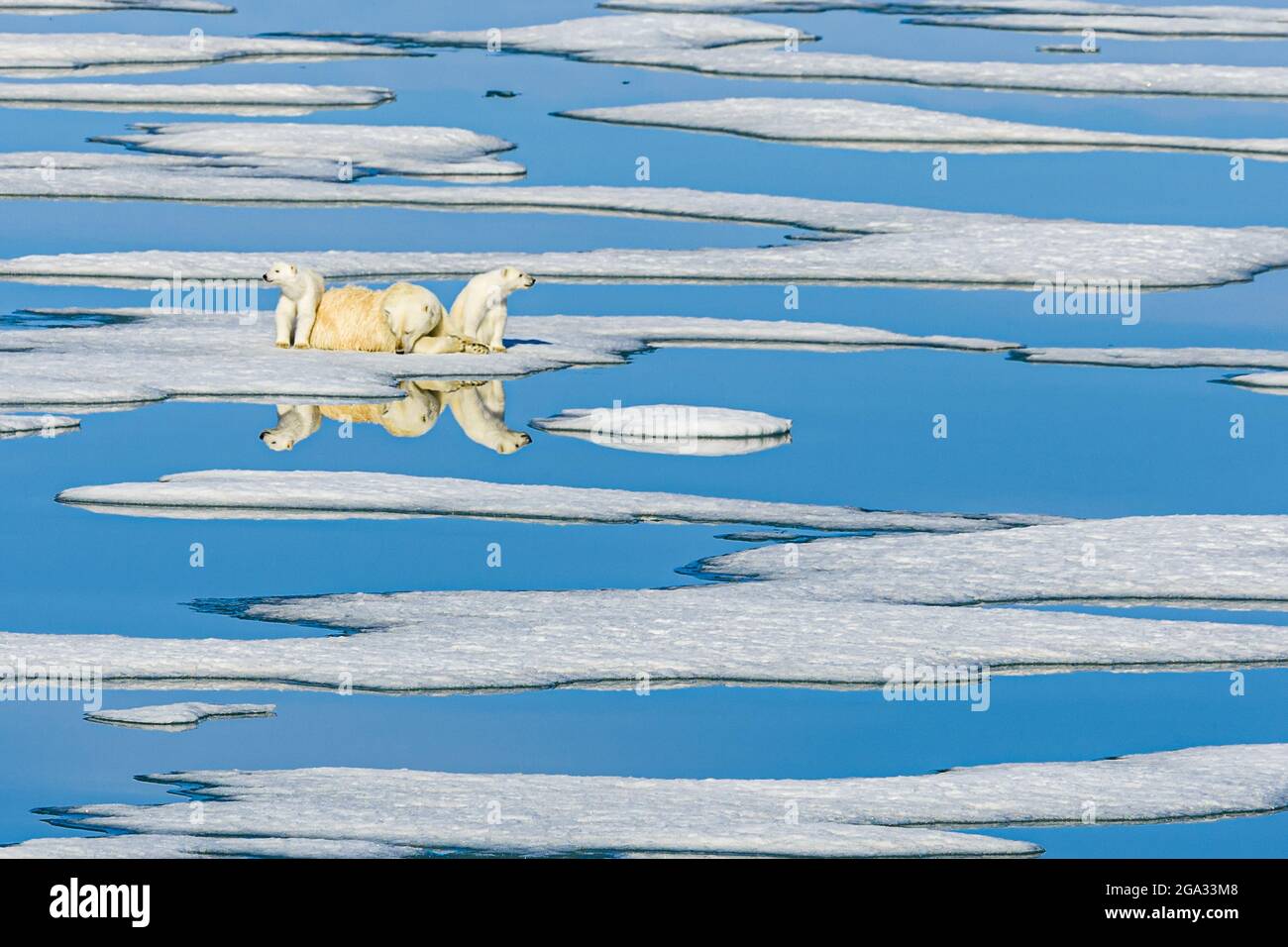 Piscine d'acqua blu, orso polare (Ursus maritimus) con cubetti sul ghiaccio fondente; Svalbard, Norvegia Foto Stock