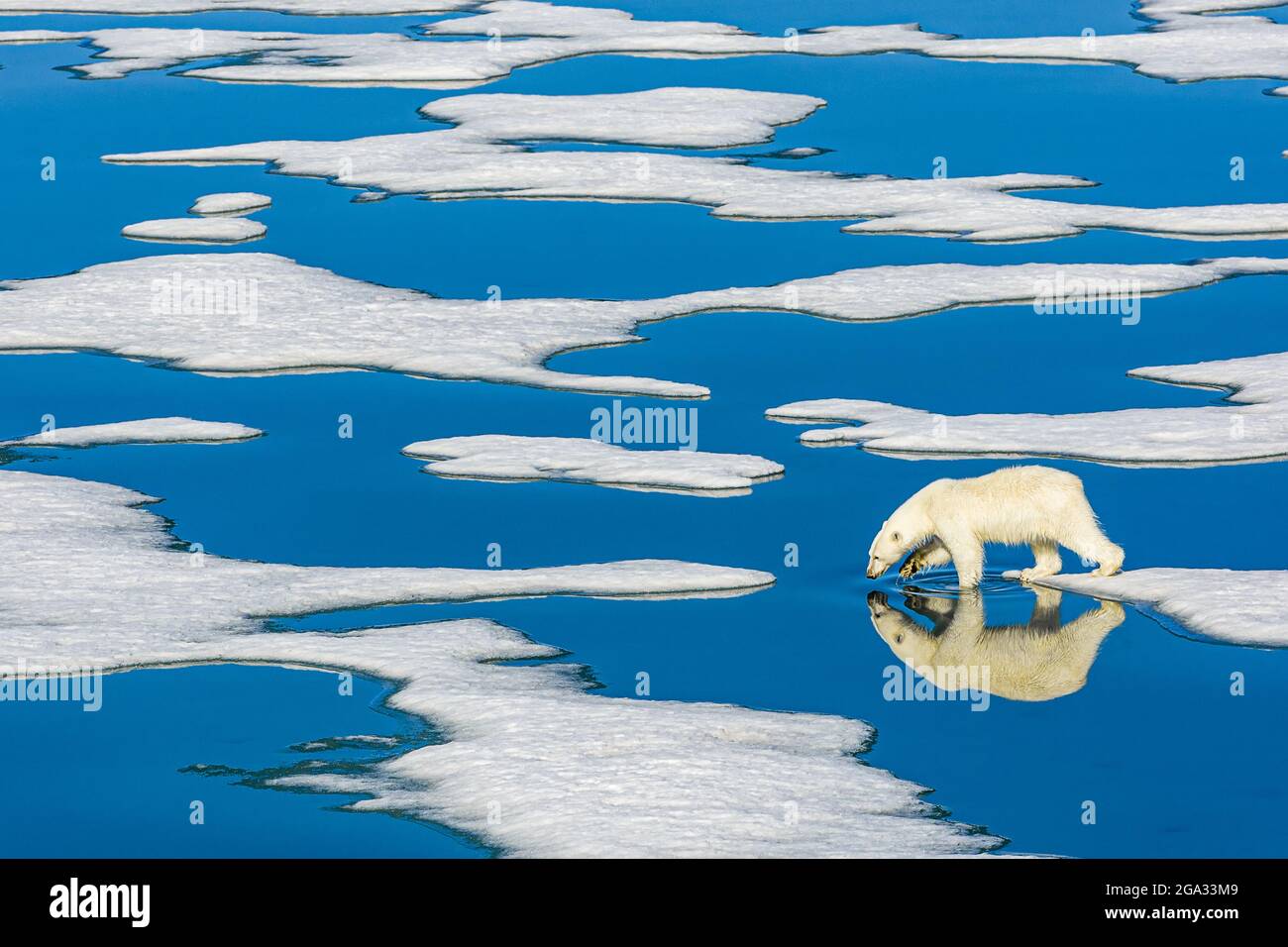 Orso polare (Ursus maritimus) che cammina sul ghiaccio fondente con piscine d'acqua blu; Svalbard, Norvegia Foto Stock