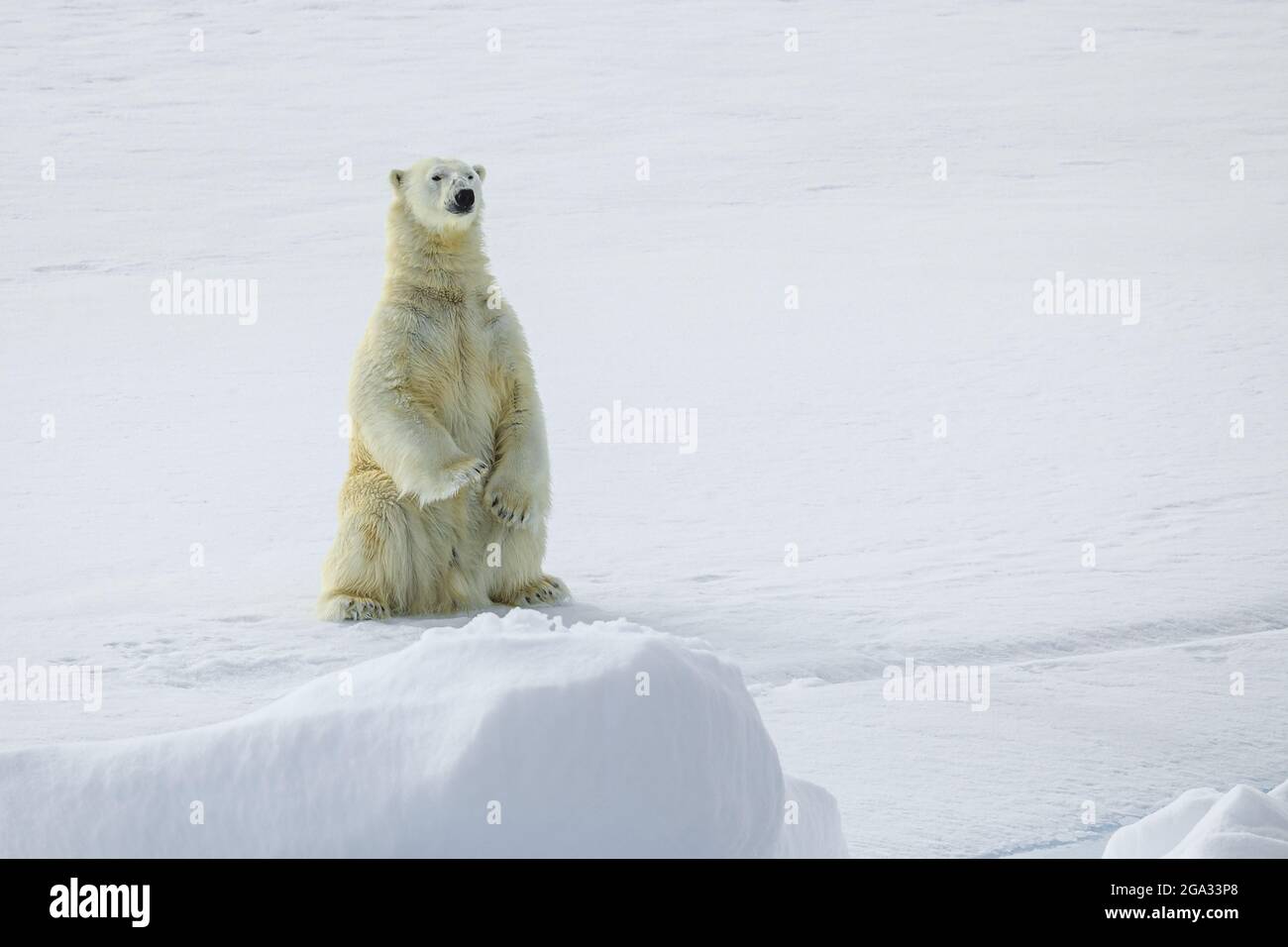 Orso polare (Ursus maritimus) in piedi sul ghiaccio del pacchetto, Riserva Naturale Svalbard nordest; Svalbard, Norvegia Foto Stock