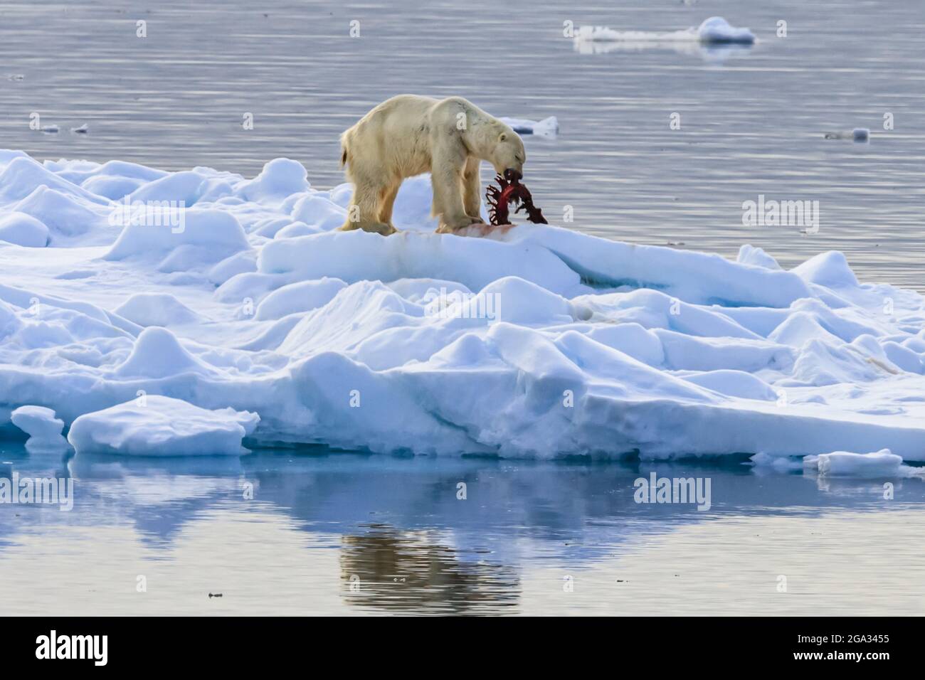 Orso polare skinny (Ursus maritimus) che si nutre di uccidere il mare, Hinlopen Strait; Svalbard, Norvegia Foto Stock