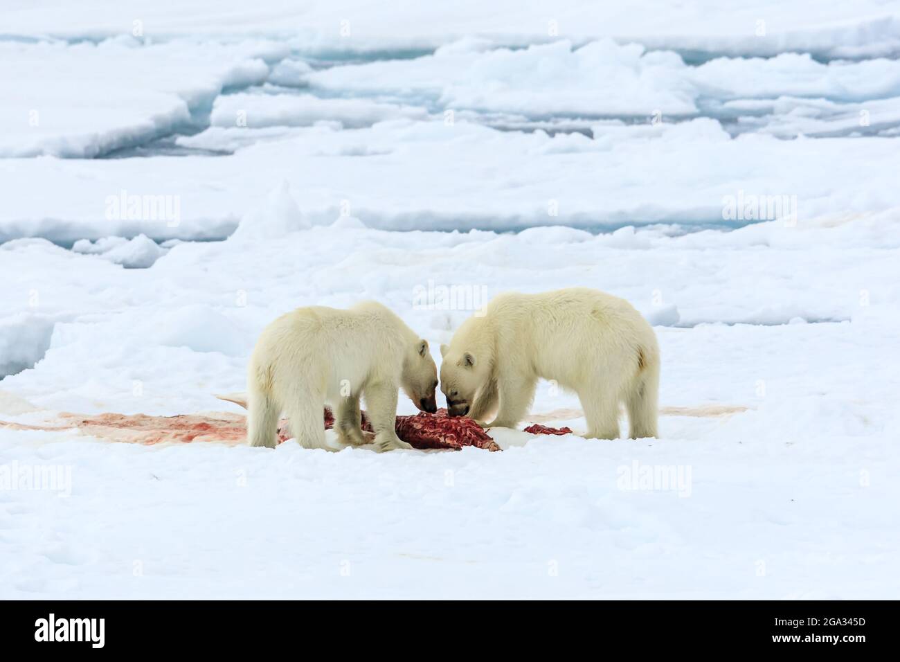 Secondo anno i cubetti di orso polare (Ursus maritimus) che condividono un pasto sul ghiaccio della confezione; Svalbard, Norvegia Foto Stock Secondo anno i cubetti di orso polare (Ursus maritimus) che condividono un pasto sul ghiaccio della confezione; Svalbard, Norvegia Foto Stock