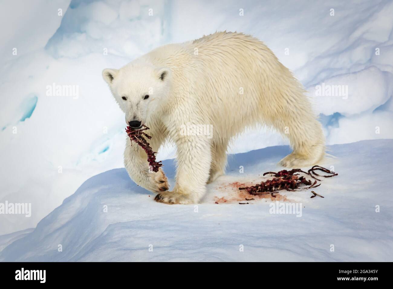 Cucciolo di orso polare (Ursus maritimus) che si nuoce agli scarti; Svalbard, Norvegia Foto Stock