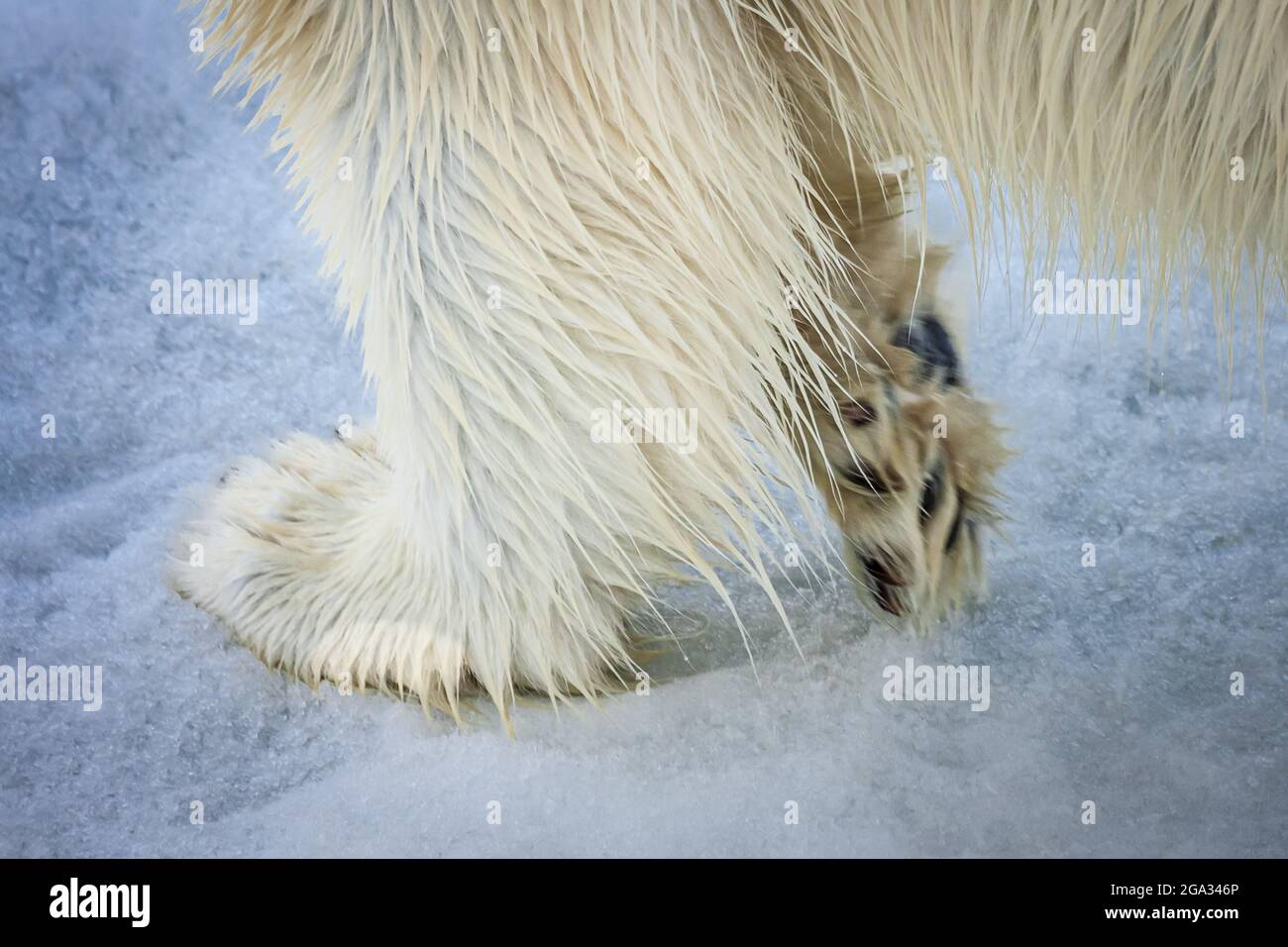 Primo piano delle zampe e pelliccia di un orso polare (Ursus maritimus); Svalbard, Norvegia Foto Stock