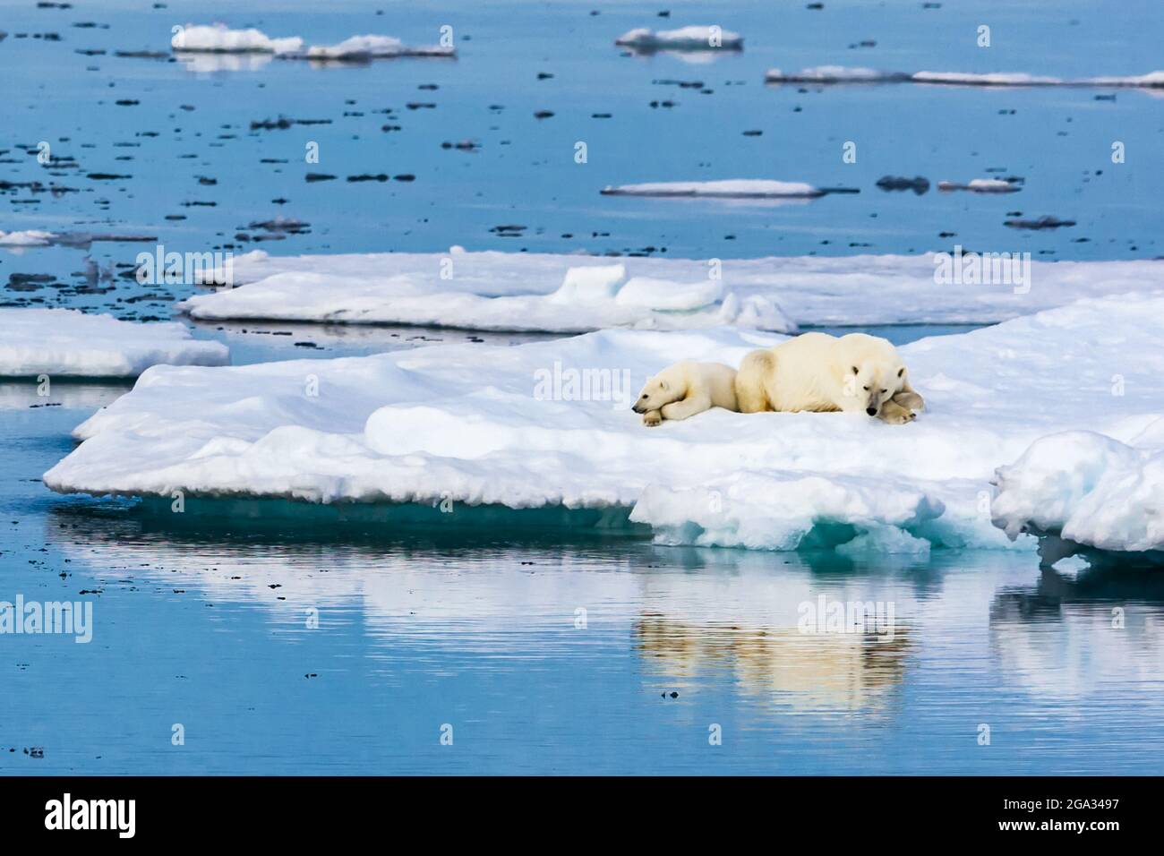 Orso polare (Ursus maritimus) madre e cucciolo poggiato su ghiaccio, Hinlopen Strait; Svalbard, Norvegia Foto Stock
