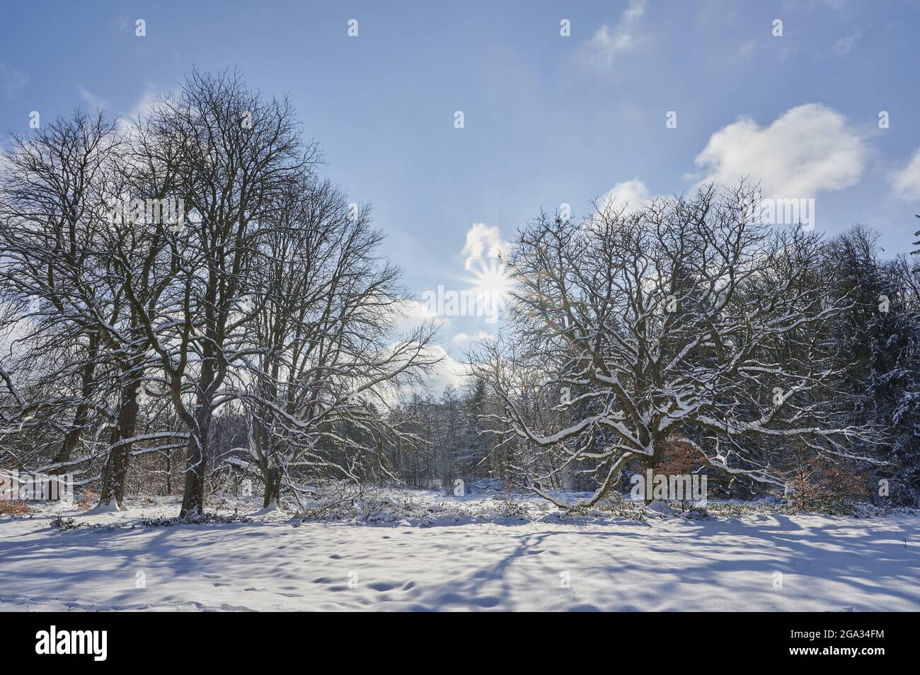 Castagneto e bosco con alberi innevati e sunburst in inverno; Spessart, Baviera, Germania Foto Stock