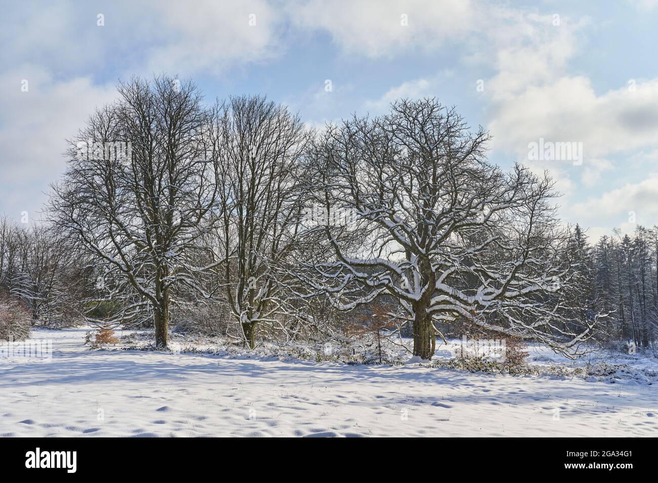 Castagneto e bosco con alberi innevati in inverno; Spessart, Baviera, Germania Foto Stock