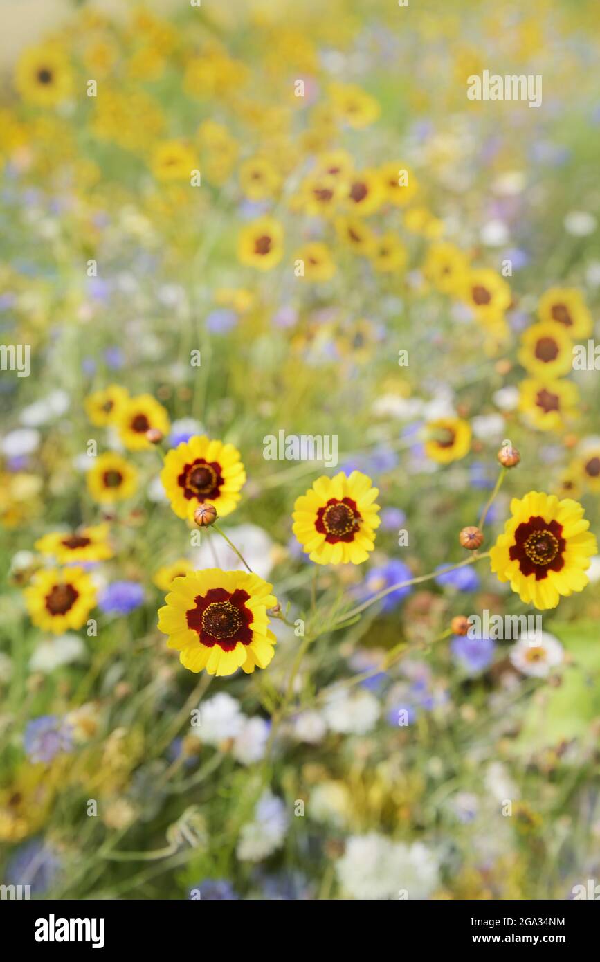 Piccoli e vivaci fiori selvatici in un campo; Zeeland, Olanda Foto Stock