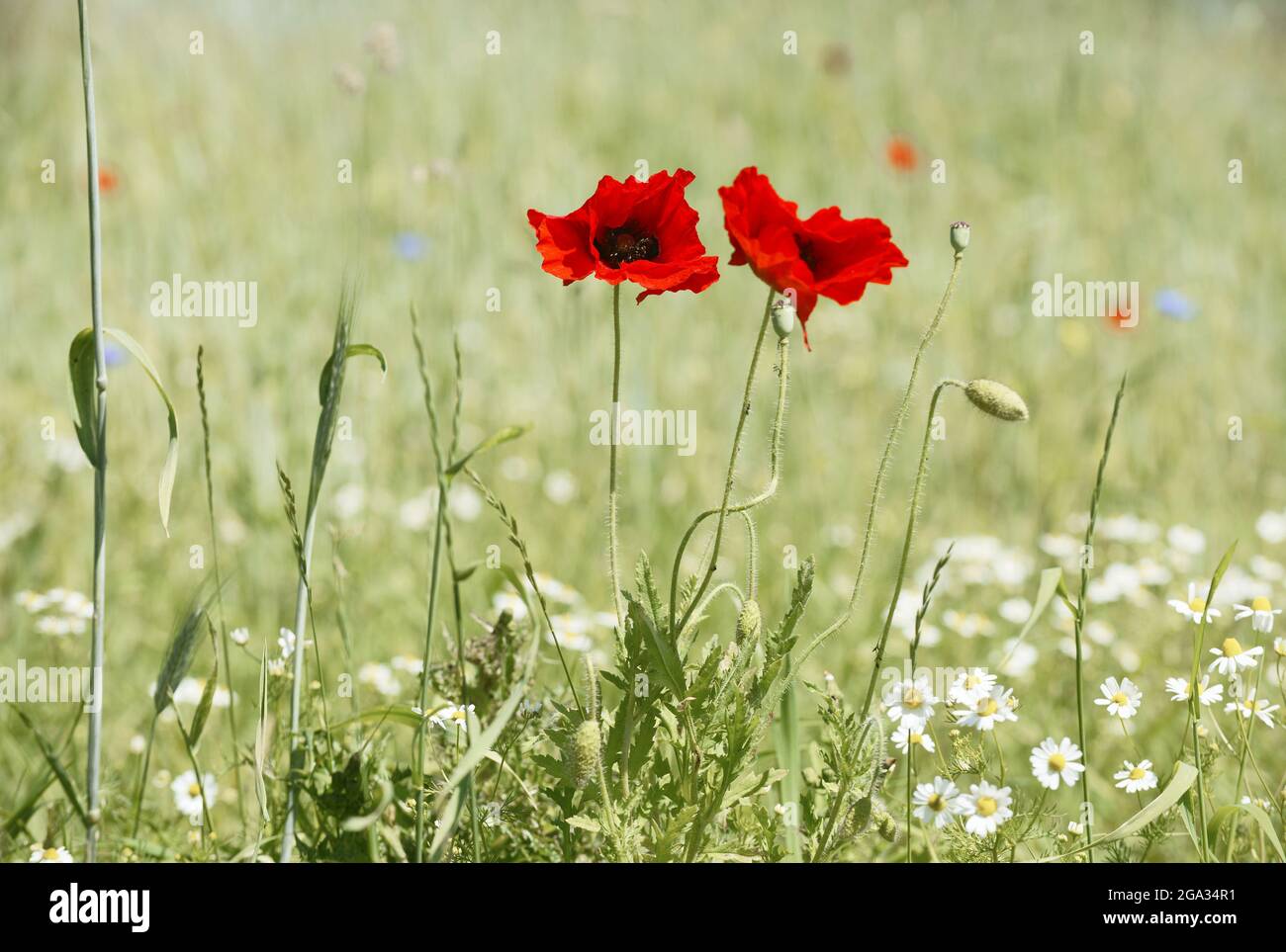 Due papaveri rossi vibranti (Papaver roeas) che crescono in un campo di fiori selvatici; Kortgene, Zeeland, Paesi Bassi Foto Stock