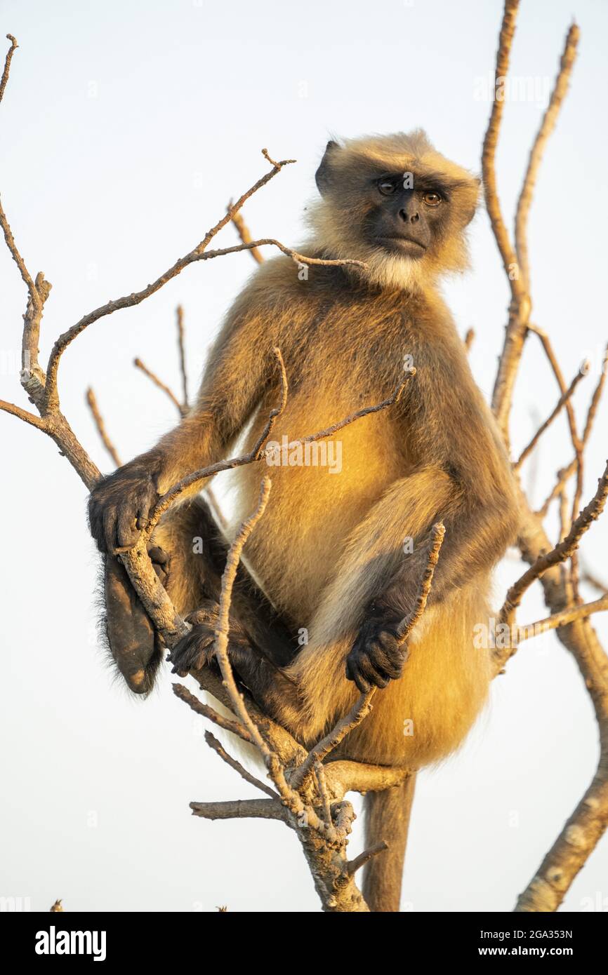 Scimmia di Langur grigia (Colobinae) in un albero al Forte di Cabo de Rama, Goa del Sud, India; Cabo de Rama, Goa, India Foto Stock