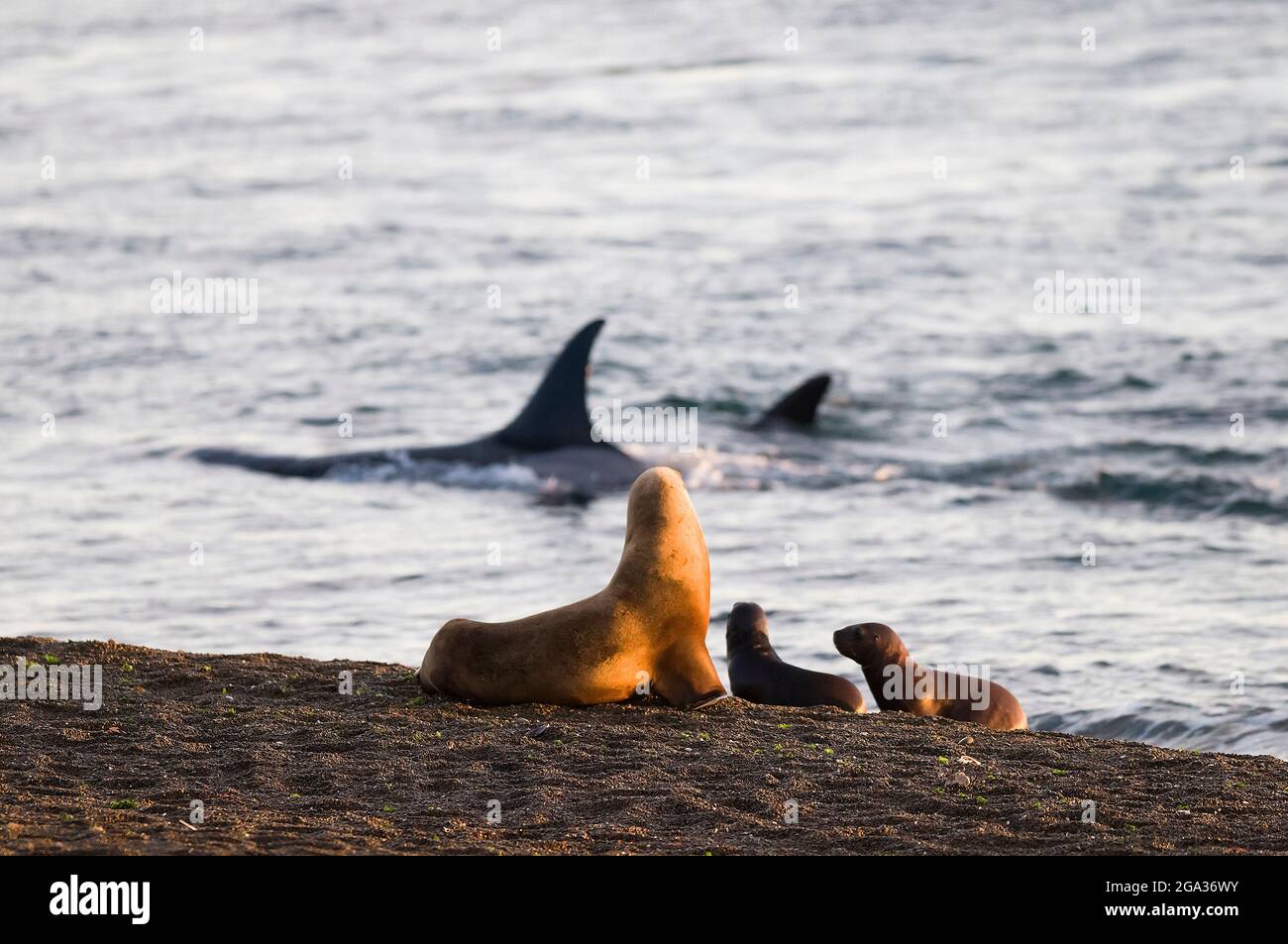 Leone di mare femmina, Penisola Valdes, Patrimonio dell'Umanità dell'UNESCO, Provincia di Chubut, Patagonia Argentina. Foto Stock