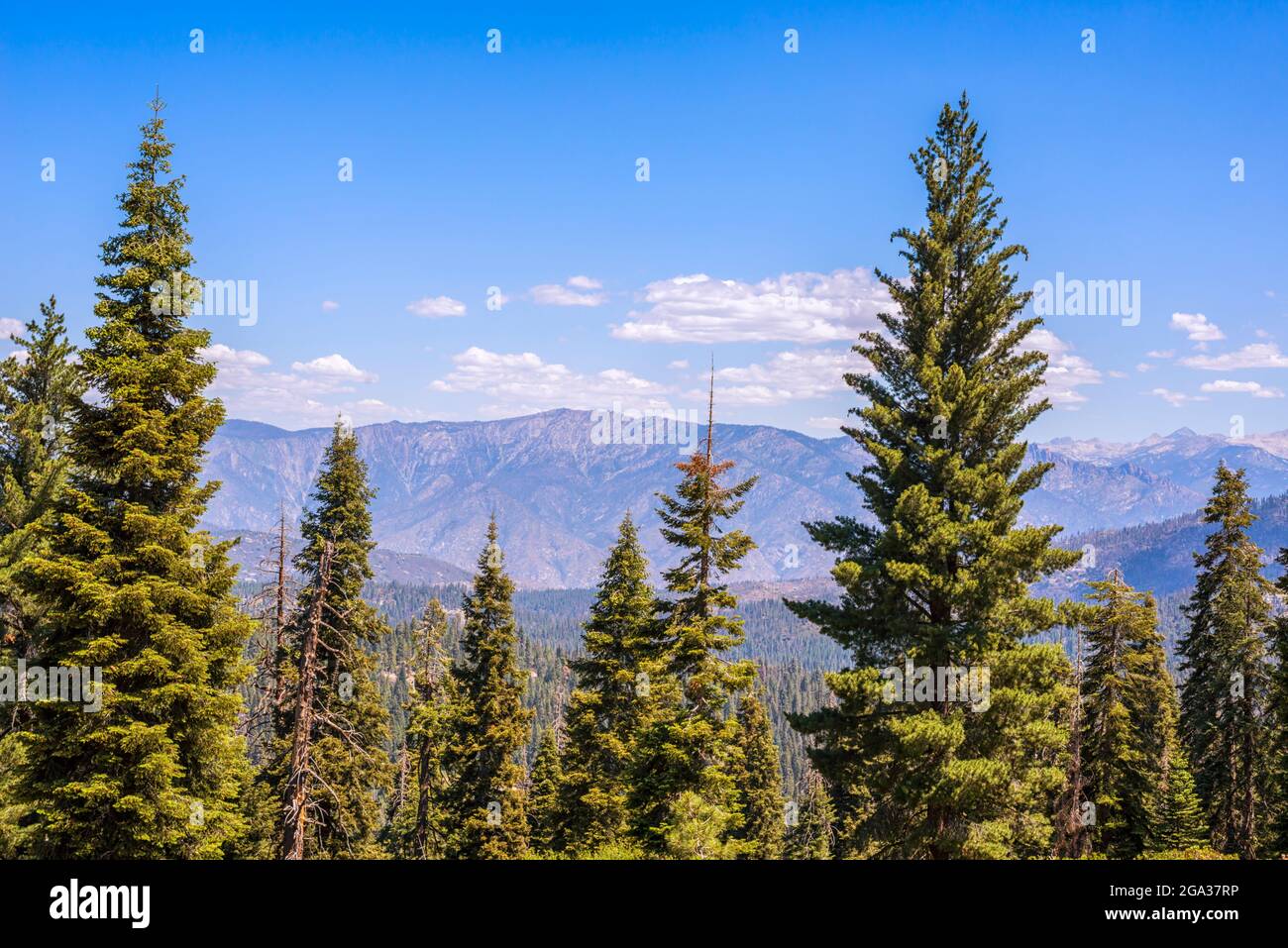 Vista dal King's Canyon. Kings Canyon National Park, California, Stati Uniti. Foto Stock