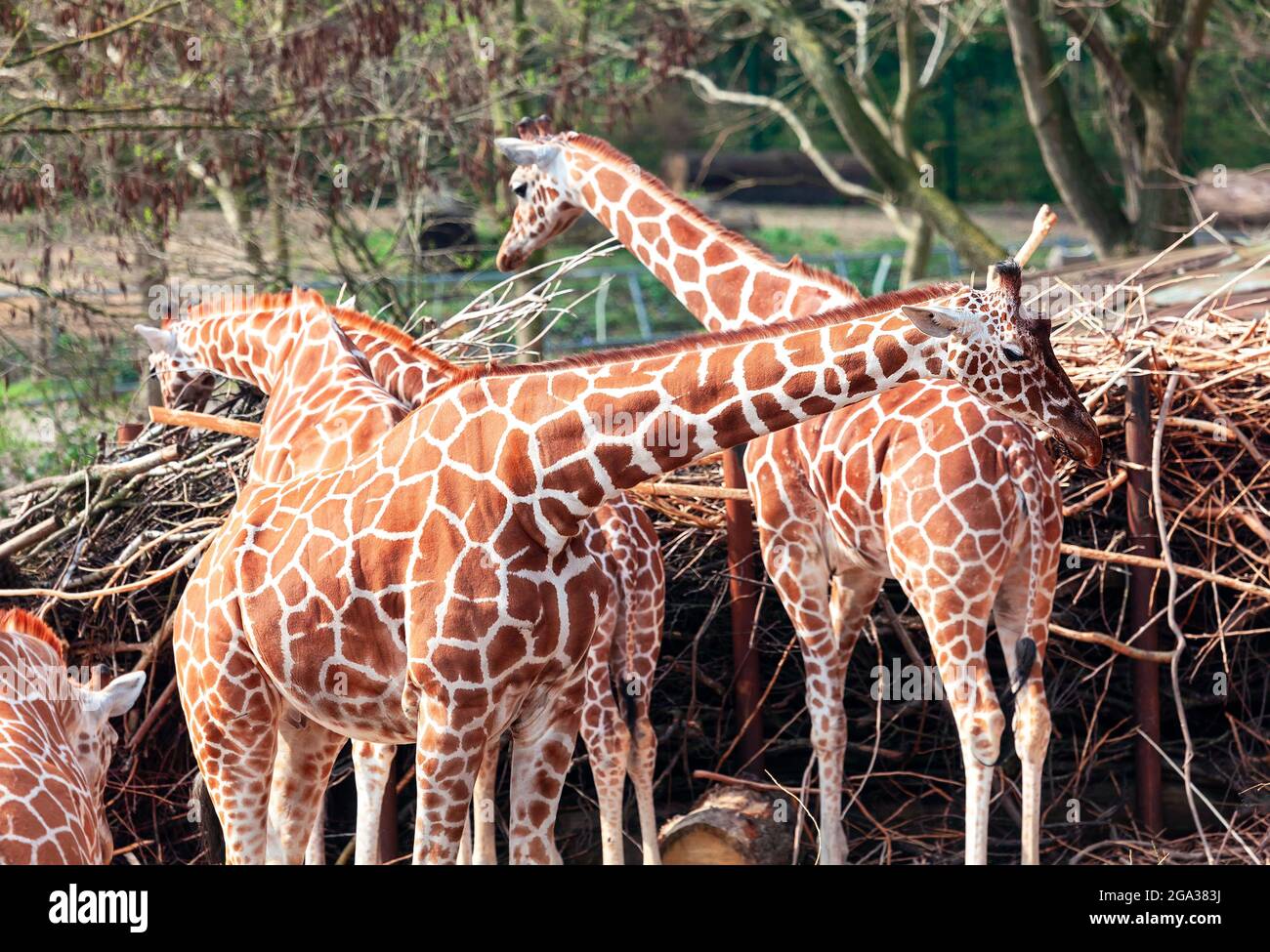 Gruppo di giraffe . Animali incredibili nella savana . Animali erbivori africani selvatici Foto Stock