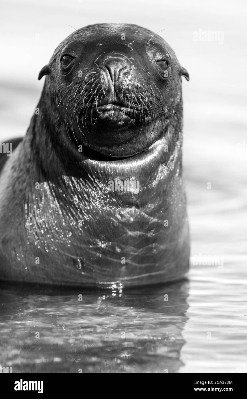 Leone di mare baby, Peninsula Valdes, Patrimonio dell'Umanità dell'UNESCO, Patagonia, Argentina. Foto Stock