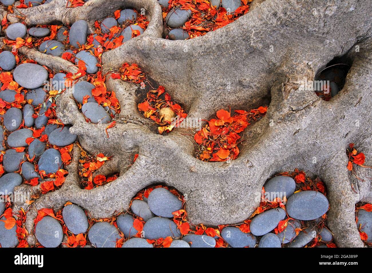 Foglie rosse tra pietre e radici di alberi sulla terra; Key West, Florida, Stati Uniti d'America Foto Stock