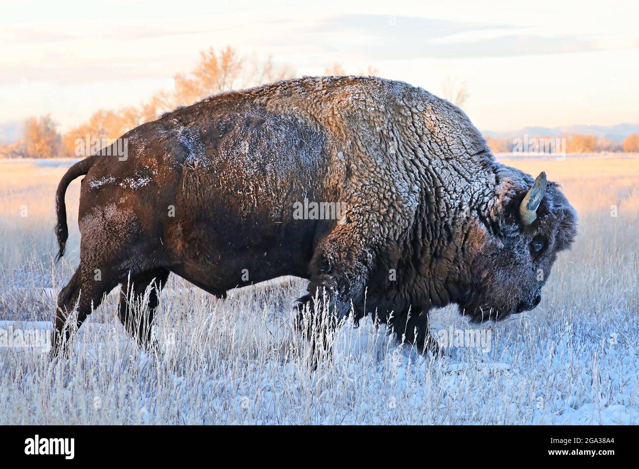 Bisonte (bisonte) in piedi in un campo congelato in autunno con il gelo sui capelli, Grand Teton National Park; Wyoming, Stati Uniti d'America Foto Stock Bisonte (bisonte) in piedi in un campo congelato in autunno con il gelo sui capelli, Grand Teton National Park; Wyoming, Stati Uniti d'America Foto Stock