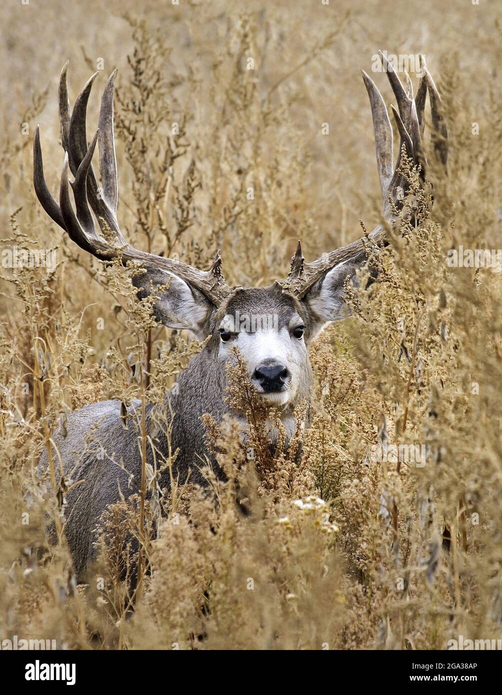 Mule Deer buck (Odocoileus hemionus) con grandi corna in piedi in un campo di pennello fissando la macchina fotografica; Colorado, Stati Uniti d'America Foto Stock