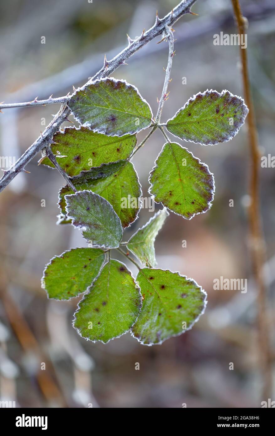 Bordi smerigliati di foglie in un cluster appeso a un ramo spinoso; Surry, British Columbia, Canada Foto Stock