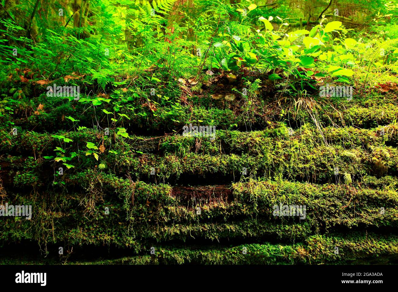Un'immagine esterna di una foresta pluviale del Pacifico nord-occidentale con vecchi alberi di abete Douglas in crescita Foto Stock