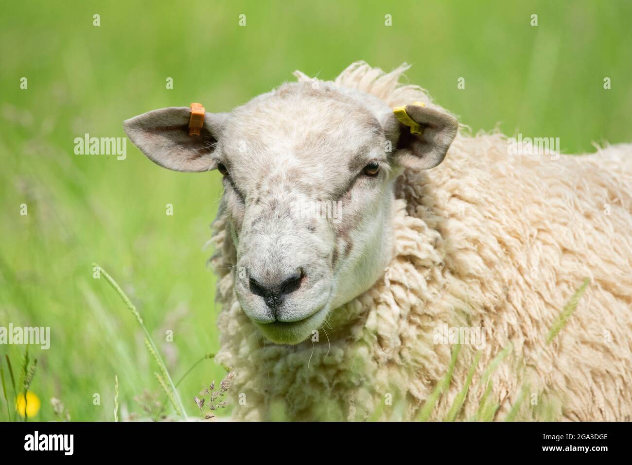 Una pecora Fresia singola in un campo nel Worcestershire. Primo piano faccia/testa. Foto Stock