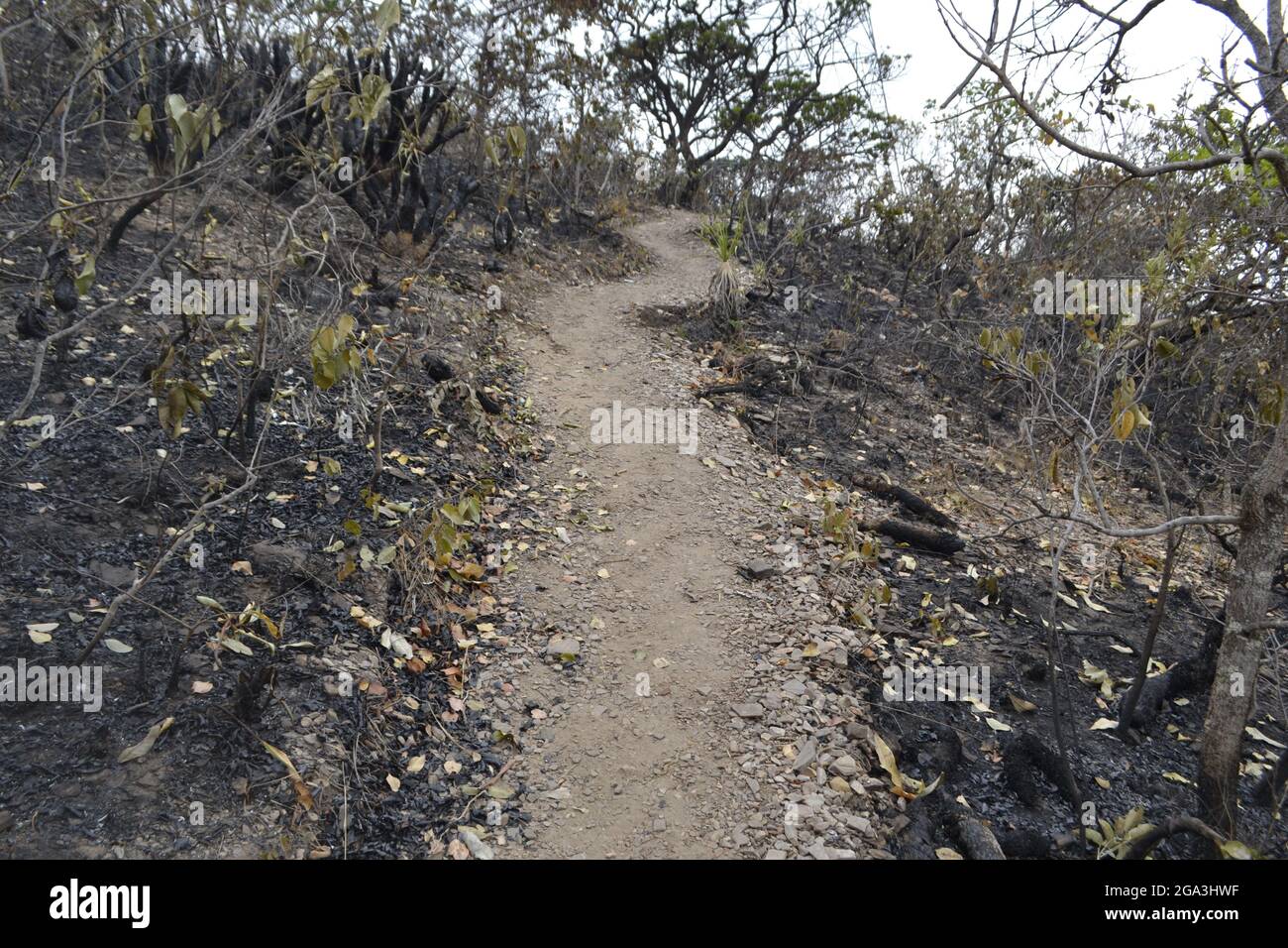 Foresta dopo il fuoco selvaggio raffigurante una vista melancolica ma artistica delle piante e degli alberi bruciati, a Capitolio, in Brasile. Foto Stock