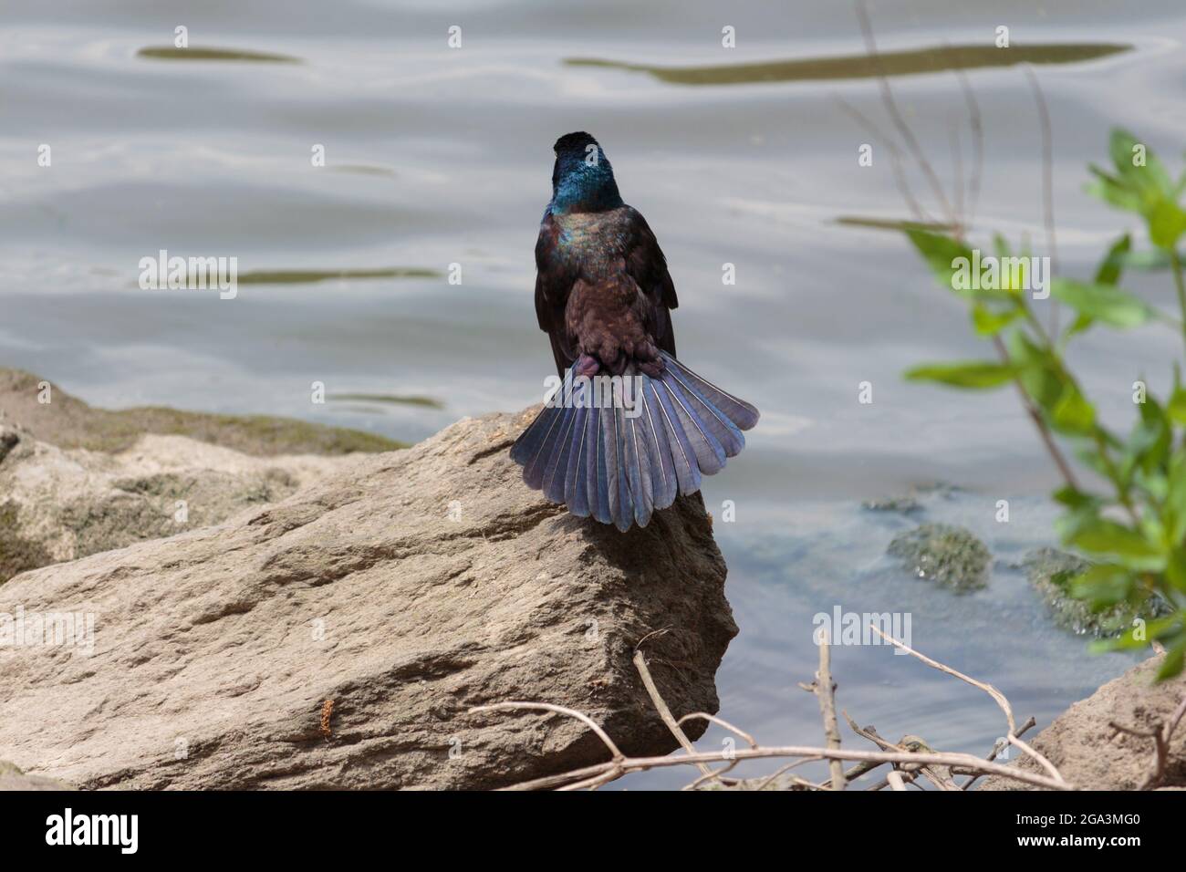 vista posteriore di un grillo comune adulto su una roccia in acqua con le piume della coda si sono abbronzate, il sole fa risuonare l'iridescenza e le piume blu della testa Foto Stock