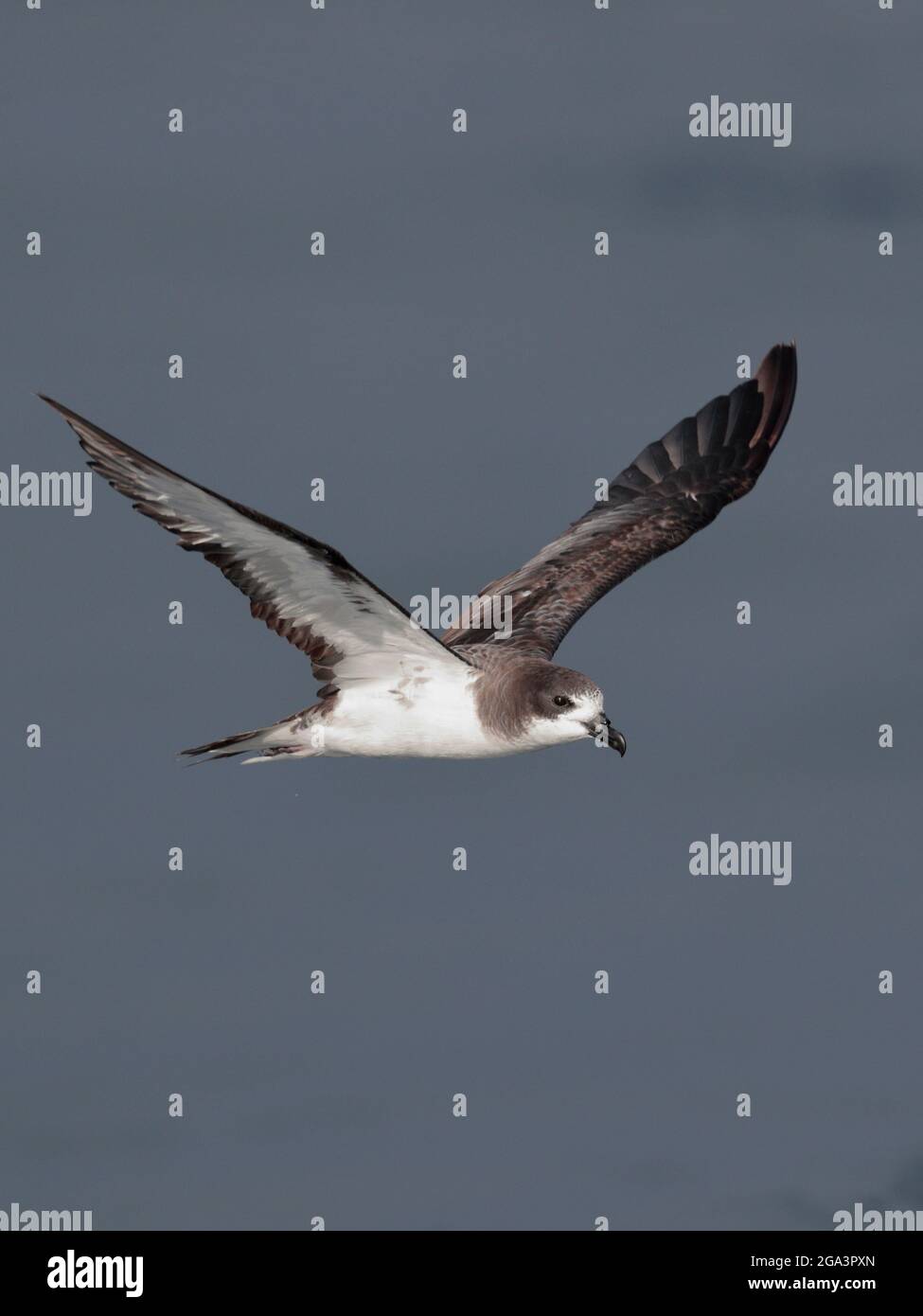 Galapagos Petrel (Pterodroma phaeopygia), in volo in mare vicino alle isole Galapagos, Ecuador 12 novembre 2017 Foto Stock