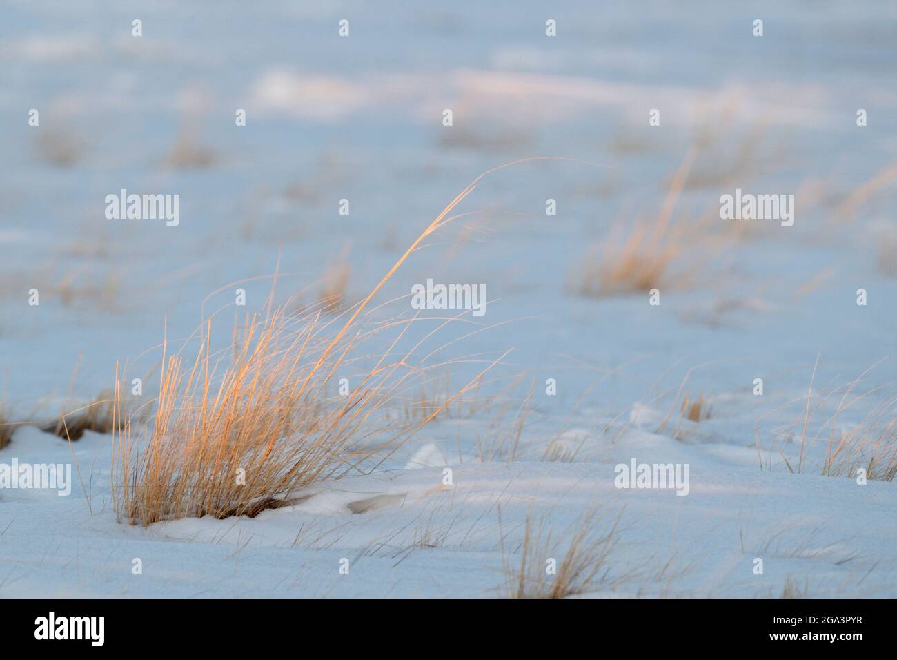 Erba secca deriva dalla neve, tarda sera, Hulunbuir, Mongolia interna, Cina 6 marzo 2021 Foto Stock