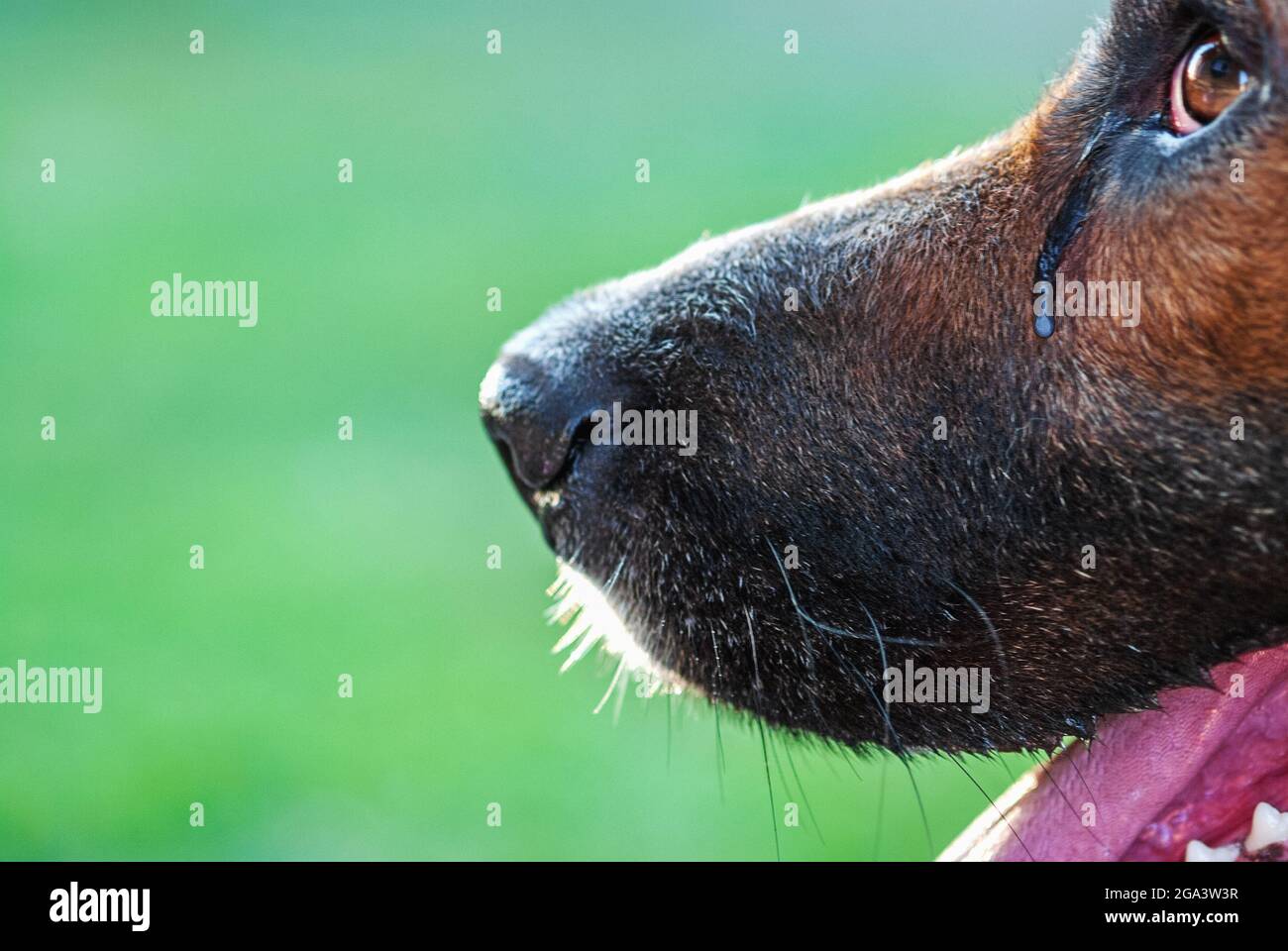 Gridare il naso del cane e l'occhio di strappo, closeup Foto Stock