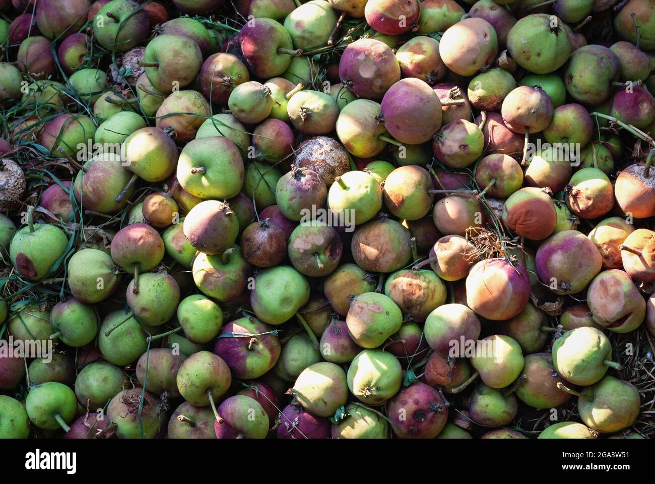 mele in buca di composto usato come fertilizzante organico di pianta Foto Stock