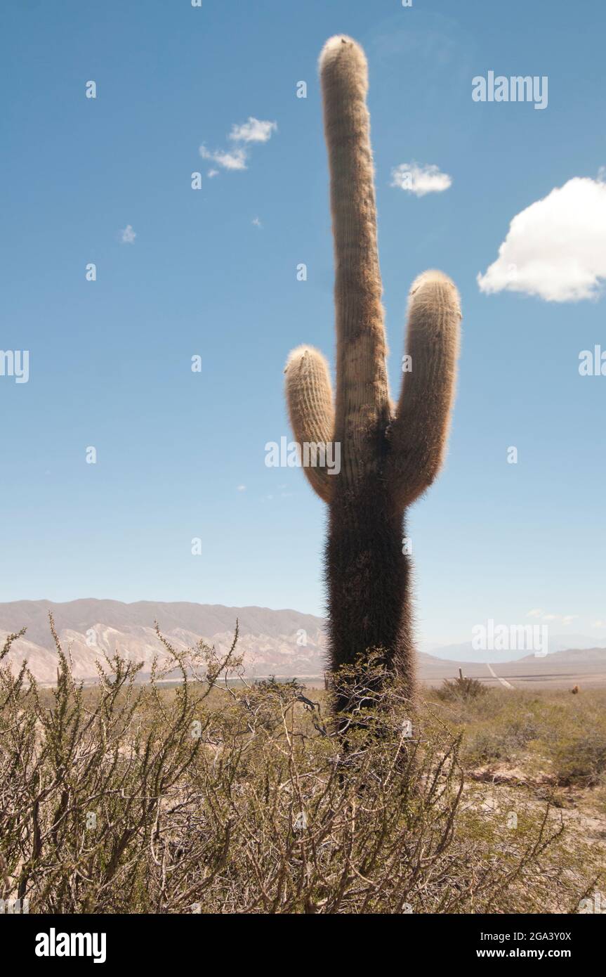 Parque Nacional Los Cardones. Salta, Argentina Foto Stock