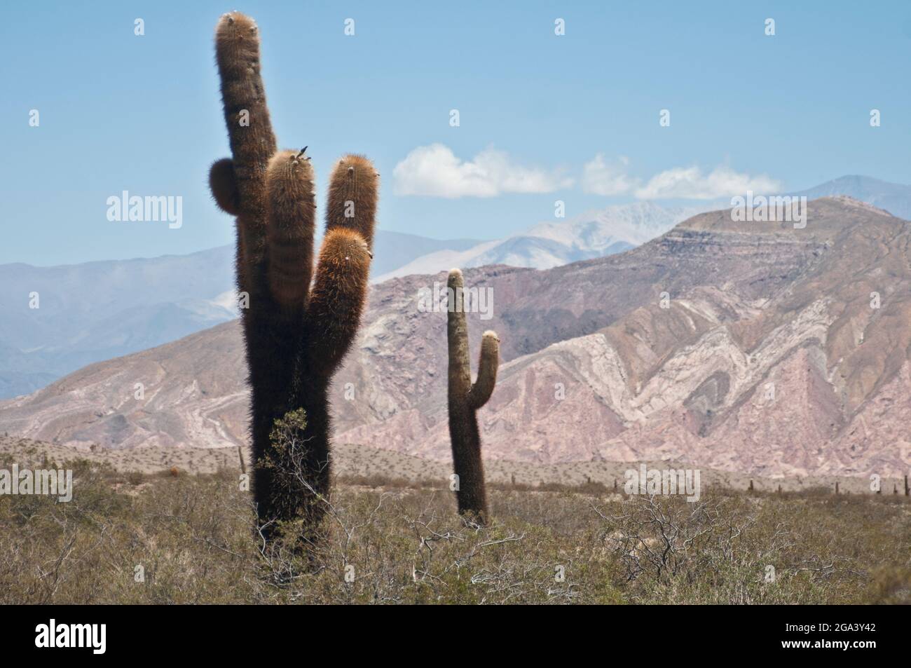 Parque Nacional Los Cardones. Salta, Argentina Foto Stock