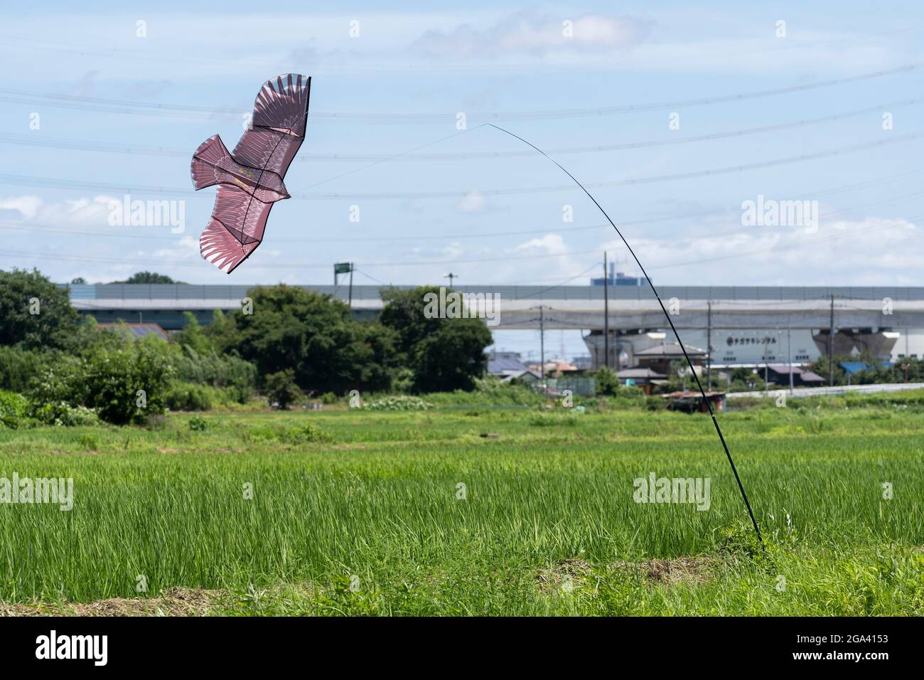 Hawk kite per la protezione di piante di riso dagli uccelli, Isehara City, Prefettura di Kanagawa, Giappone Foto Stock