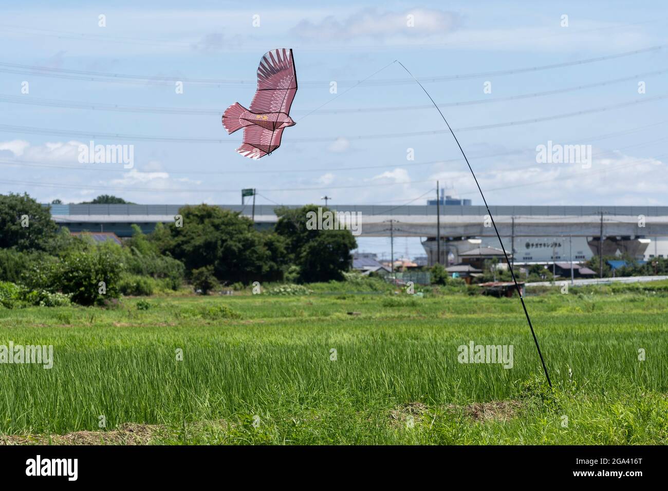 Hawk kite per la protezione di piante di riso dagli uccelli, Isehara City, Prefettura di Kanagawa, Giappone Foto Stock