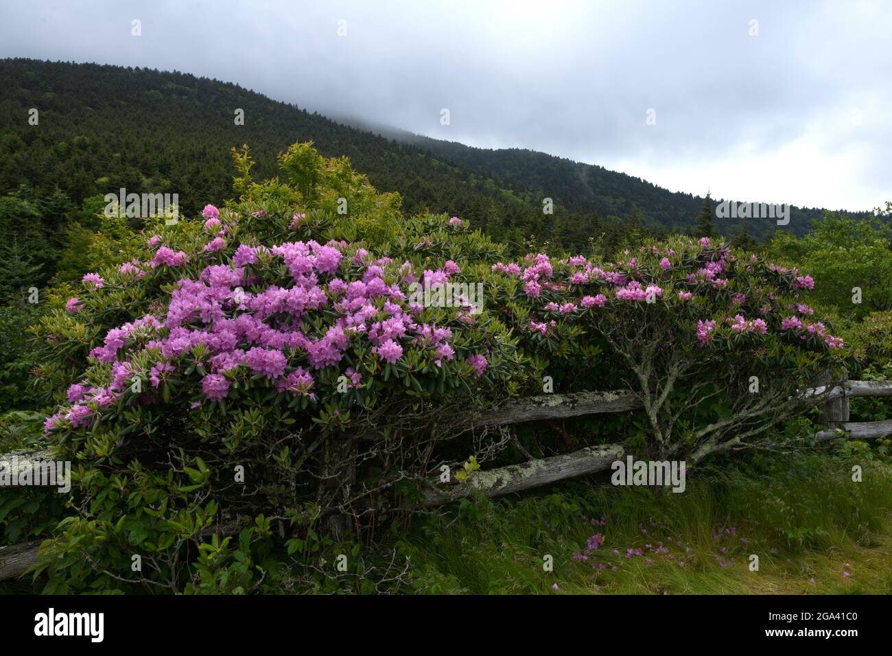 Cespugli di Rhodendron in fiore che crescono su recinzione, Carvers Gap, Carolina del Nord Foto Stock