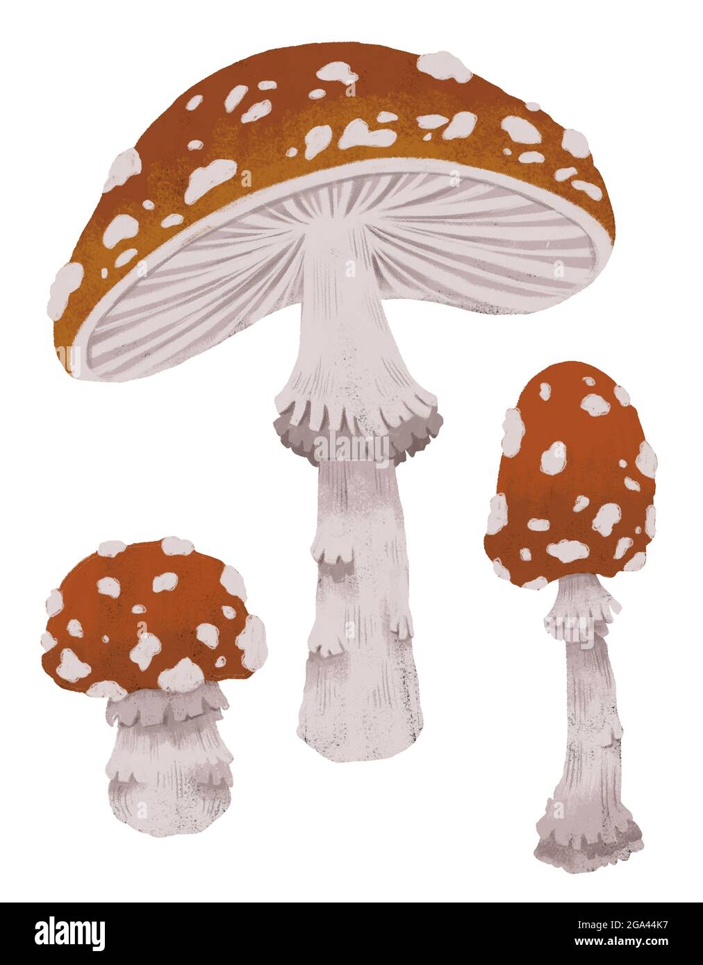 Clipart di illustrazione dei funghi Amanita. Arte toadstool velenoso disegno botanico Foto Stock